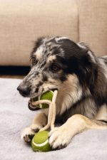 Beeztees Köpek Oyuncağı, İpli İki Tenis Topu, Kauçuk, Gri/Kahverengi, 21cm, Top 6,3cm - Görsel 5