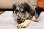 Beeztees Köpek Oyuncağı, İpli İki Tenis Topu, Kauçuk, Gri/Kahverengi, 21cm, Top 6,3cm - Görsel 6
