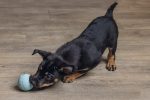 Beeztees Yavru Köpek Oyuncağı, Top, Kauçuk, Yeşil, 6cm - Görsel 2
