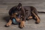 Beeztees Yavru Köpek Oyuncağı, Top, Kauçuk, Yeşil, 6cm - Görsel 3