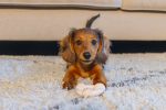 Beeztees Yavru Köpek Diş Oyuncağı, İçi Dolu Halka, Kauçuk, Pembe, 8cm - Görsel 3