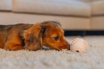 Beeztees Yavru Köpek Oyuncağı, Diş Kaşıma ve Masaj Topu, Kauçuk, Pembe, 5cm - Görsel 2