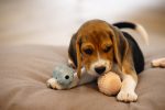 Beeztees Yavru Köpek Oyuncağı, Diş Kaşıma ve Masaj Topu, Kauçuk, Pembe, 5cm - Görsel 3