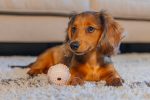 Beeztees Yavru Köpek Oyuncağı, Diş Kaşıma ve Masaj Topu, Kauçuk, Pembe, 5cm - Görsel 6
