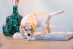 Beeztees Yavru Köpek Oyuncağı, Diş Kaşıma ve Masaj Dambıl, Kauçuk, Pembe, 9cm - Görsel 2