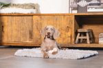 Beeztees Yavru Köpek Oyuncağı, Diş Kaşıma ve Masaj Dambıl, Kauçuk, Pembe, 9cm - Görsel 3