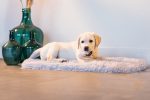 Beeztees Yavru Köpek Oyuncağı, Diş Kaşıma ve Masaj Dambıl, Kauçuk, Pembe, 9cm - Görsel 4