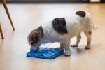 Beeztees Yavru Köpek Mama Yeme Oyuncağı, Kare Şeklinde, Silikon, Mavi, 20x20cm - Görsel 2