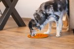 Beeztees Yavru Köpek Mama Yeme Oyuncağı, Daire Şeklinde, Silikon, Turuncu, 30cm - Görsel 2
