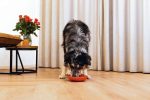 Beeztees Yavru Köpek Mama Yeme Oyuncağı, Silikon, Kırmızı, 19cm - Görsel 2