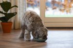 Beeztees Yavru Köpek Mama Yeme Oyuncağı, Silikon, Yeşil, 19cm - Görsel 5