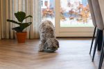 Beeztees Yavru Köpek Mama Yeme Oyuncağı, Silikon, Yeşil, 19cm - Görsel 7