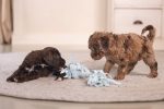 Beeztees Yavru Köpek Oyuncağı, Çift Düğümlü Diş İpi, Peluş, Mavi, 20x6x4,5cm - Görsel 6