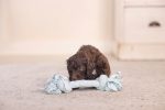 Beeztees Yavru Köpek Oyuncağı, Çift Düğümlü Diş İpi, Peluş, Mavi, 20x6x4,5cm - Görsel 2