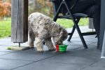 Beeztees Köpek Mama ve Su Kabı, Teleskopik, Yeşil, Silikon, 15,5cm, 750ml - Görsel 2