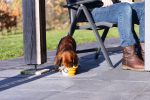 Beeztees Köpek Mama ve Su Kabı, Teleskopik, Turuncu, Silikon, 15,5cm, 750ml - Görsel 2