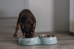 Beeztees Köpek İkili Mama ve Su Kabı, Paslanmaz Çelik, Turkuaz, 34x17,5cm, 2x350ml - Görsel 5