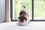 Beeztees DBL Köpek Mama Su Kabı, Mat Paslanmaz Çelik, Beyaz Mermer Görünümlü, 14cm, 160ml - Görsel 2