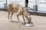 Beeztees DBL Köpek Mama Su Kabı, Mat Paslanmaz Çelik, Beyaz Mermer Görünümlü, 17,5cm, 350ml - Görsel 2