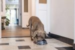 Beeztees DBL Köpek Mama Su Kabı, Mat Siyah Paslanmaz Çelik, Siyah Mermer Görünümlü, 22cm, 700ml - Görsel 3