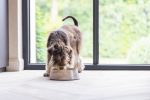 Beeztees DBL Köpek Mama Su Kabı, Mat Altın Rengi Paslanmaz Çelik, Bej Mermer Görünümlü, 14cm, 160ml - Görsel 2