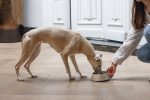 Beeztees DBL Köpek Mama Su Kabı, Mat Altın Rengi Paslanmaz Çelik, Bej Mermer Görünümlü, 17,5cm, 350m - Görsel 3
