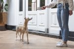 Beeztees DBL Köpek Mama Su Kabı, Mat Altın Rengi Paslanmaz Çelik, Bej Mermer Görünümlü, 17,5cm, 350m - Görsel 8