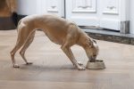 Beeztees DBL Köpek Mama Su Kabı, Mat Altın Rengi Paslanmaz Çelik, Bej Mermer Görünümlü, 17,5cm, 350m - Görsel 9