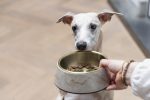 Beeztees DBL Köpek Mama Su Kabı, Mat Altın Rengi Paslanmaz Çelik, Bej Mermer Görünümlü, 17,5cm, 350m - Görsel 10