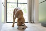 Beeztees DBL Köpek Mama Su Kabı, Mat Altın Rengi Paslanmaz Çelik, Bej Mermer Görünümlü, 22cm, 700ml - Görsel 4