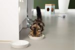 Beeztees Yavru Kedi Mama Su Kabı, Seramik, Gri Sarı, 17,5cmx3,5cm - Görsel 2