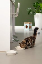 Beeztees Yavru Kedi Mama Su Kabı, Seramik, Gri Sarı, 17,5cmx3,5cm - Görsel 3