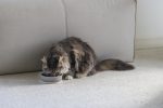 Beeztees DBL Kedi Mama Su Kabı, Seramik, Mat Gri, 12cm, 300ml - Görsel 3
