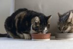 Beeztees DBL Kedi Mama Su Kabı, Seramik, Mat Kiremit, 12cm, 300ml - Görsel 2