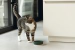 Beeztees DBL Kedi Mama Su Kabı, Seramik, Mat Yeşil, 12cm, 300ml - Görsel 2