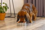 Beeztees Köpek Mama Su Kabı, Seramik, Kiremit Beyaz, 13,5cm, 500ml - Görsel 2