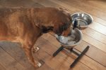 Beeztees Köpek İkili Mama Su Kabı, Ayaklı, Paslamaz Çelik, 28cm, 2x4,5L - Görsel 3
