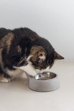 Beeztees DBL Kedi Mama Su Kabı, Paslanmaz Çelik, 12,5cm, 160ml - Görsel 2