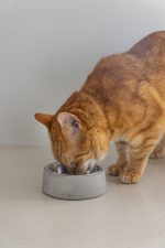 Beeztees DBL Kedi Mama Su Kabı, Paslanmaz Çelik, 12,5cm, 160ml - Görsel 3