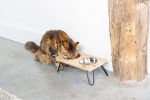 Beeztees DBL Kedi İkili Mama ve Su Kabı, Paslanmaz Çelik, Beyaz, 31x16x10cm, 2x350ml - Görsel 2