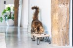Beeztees DBL Kedi İkili Mama ve Su Kabı, Paslanmaz Çelik, Beyaz, 31x16x10cm, 2x350ml - Görsel 7