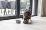 Beeztees DBL Köpek Mama Su Kabı, Mat Gri Paslanmaz Çelik, 16cm, 940ml - Görsel 3
