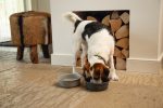 Beeztees DBL Köpek Mama Su Kabı, Mat Siyah Paslanmaz Çelik, 16cm, 940ml - Görsel 2