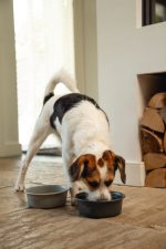 Beeztees DBL Köpek Mama Su Kabı, Mat Siyah Paslanmaz Çelik, 16cm, 940ml - Görsel 3