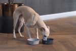 Beeztees DBL Köpek Mama Su Kabı, Mat Siyah Paslanmaz Çelik, 16cm, 940ml - Görsel 4