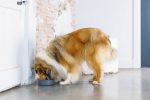 Beeztees DBL Köpek Mama Su Kabı, Mat Siyah Paslanmaz Çelik, 20cm, 1,9L - Görsel 3