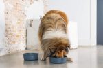 Beeztees DBL Köpek Mama Su Kabı, Mat Siyah Paslanmaz Çelik, 20cm, 1,9L - Görsel 5