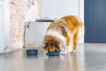 Beeztees DBL Köpek Mama Su Kabı, Mat Siyah Paslanmaz Çelik, 20cm, 1,9L - Görsel 6