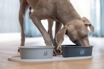 Beeztees DBL Köpek Mama Su Kabı, Mat Siyah Paslanmaz Çelik, 20cm, 1,9L - Görsel 9