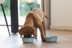 Beeztees Yavru Köpek Mama Su Kabı, Paslanmaz Çelik, Kaymaz Taban, Turkuaz, 13cm, 470ml - Görsel 2